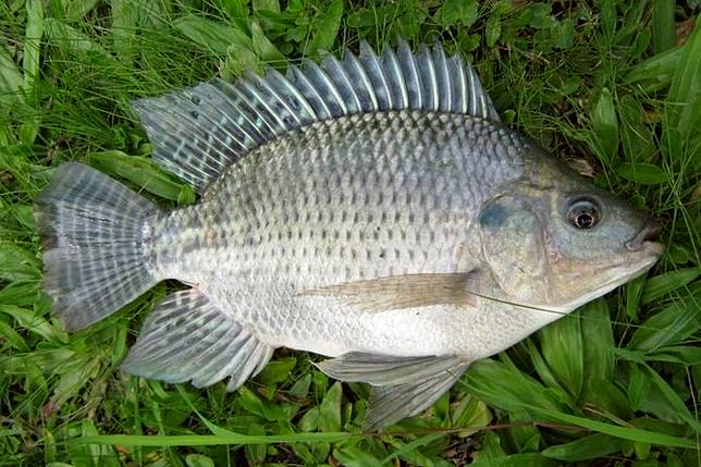 98 Contoh Ikan Air Tawar Dan Ciri Gratis