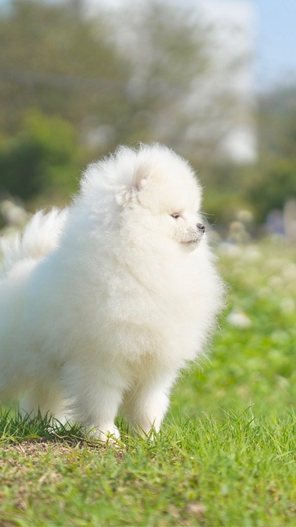 博美犬討論群