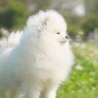 博美犬討論群