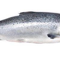 鮭魚流派