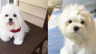 萌萌的毛小孩照永遠不嫌多，女孩們的心是不是要被牠融化了呢？