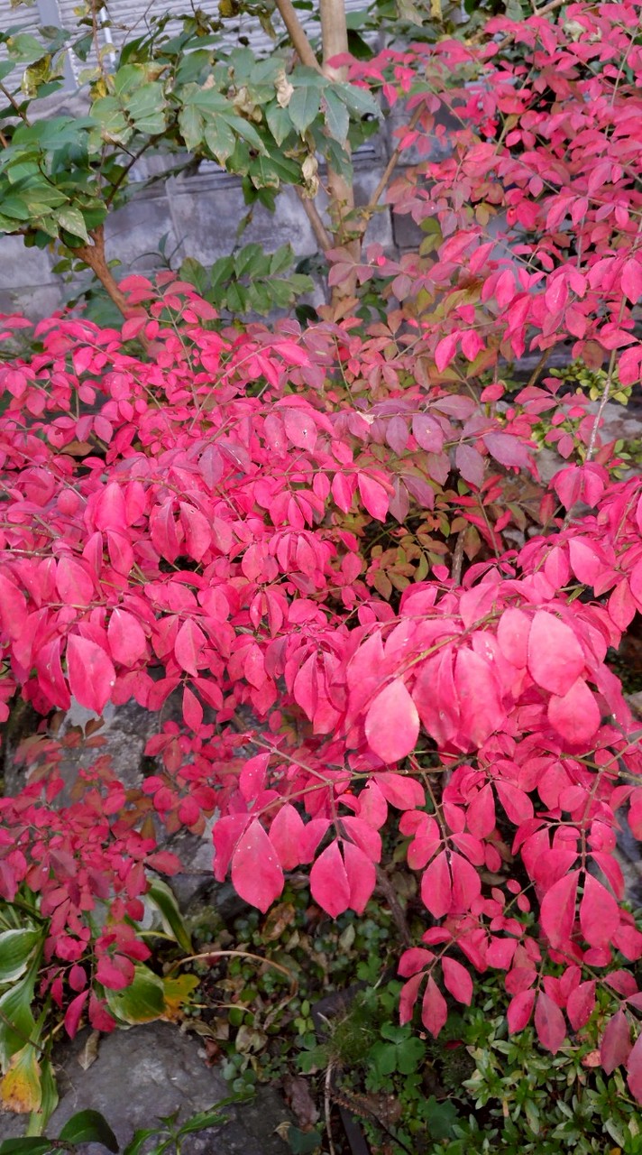 家庭菜園&ガーデニングされている方！