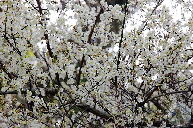 台中新社梅花秘境