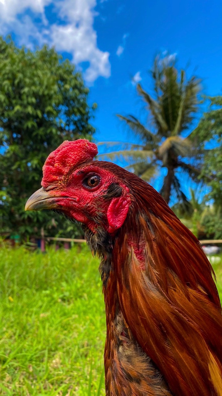 บ้านไก่ชนบินอาสัน