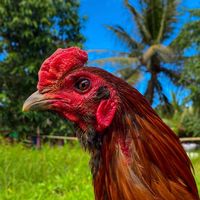 บ้านไก่ชนบินอาสัน