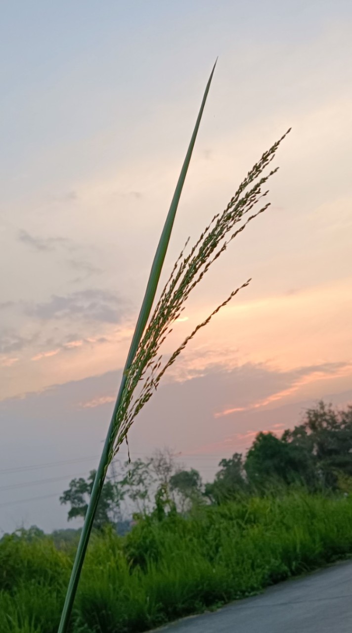 คุยแก้เหงา