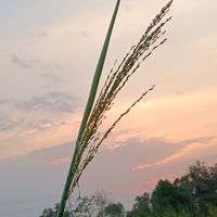 คุยแก้เหงา
