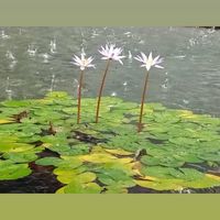 古佛朝聖之旅