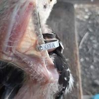 ซุ้มเพชรดอนโพ ราชบุรี