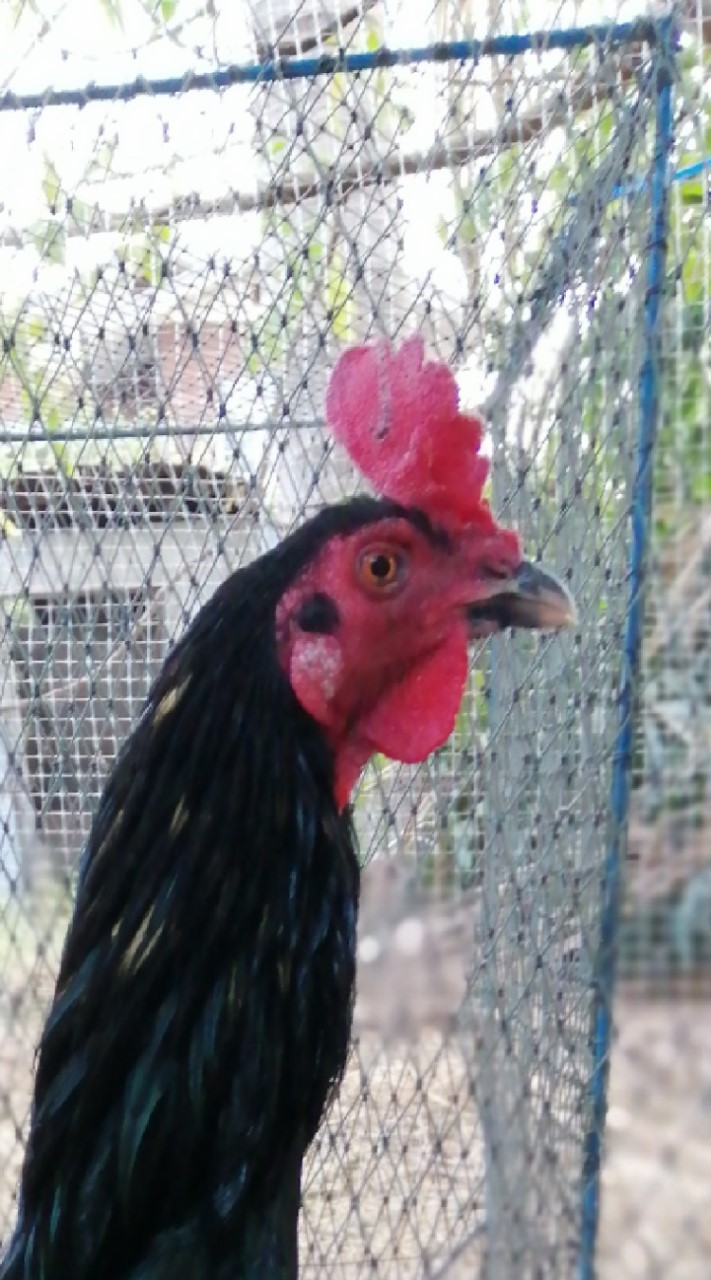 ซื้อขายไก่ชนโซนอีสาน