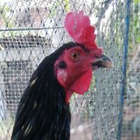 ซื้อขายไก่ชนโซนอีสาน