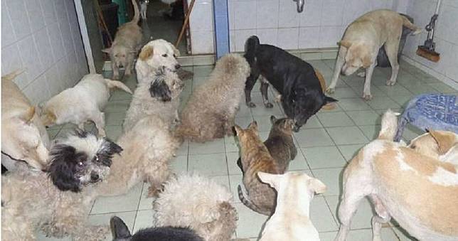 失業男養100隻流浪貓犬　寧賣腎也不願接受捐款