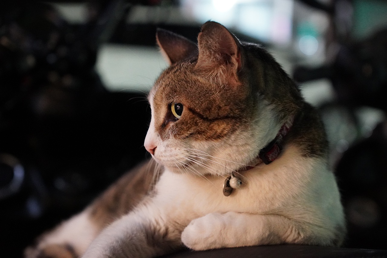 E接環首顆APS-C鏡皇終於來到，Sony 16-55mm F2.8 G 實測動手玩（NDA至9/18 10:00）