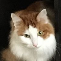 あめちゃん探し🐈