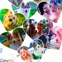 The Cute Dog ▼・ᴥ・▼