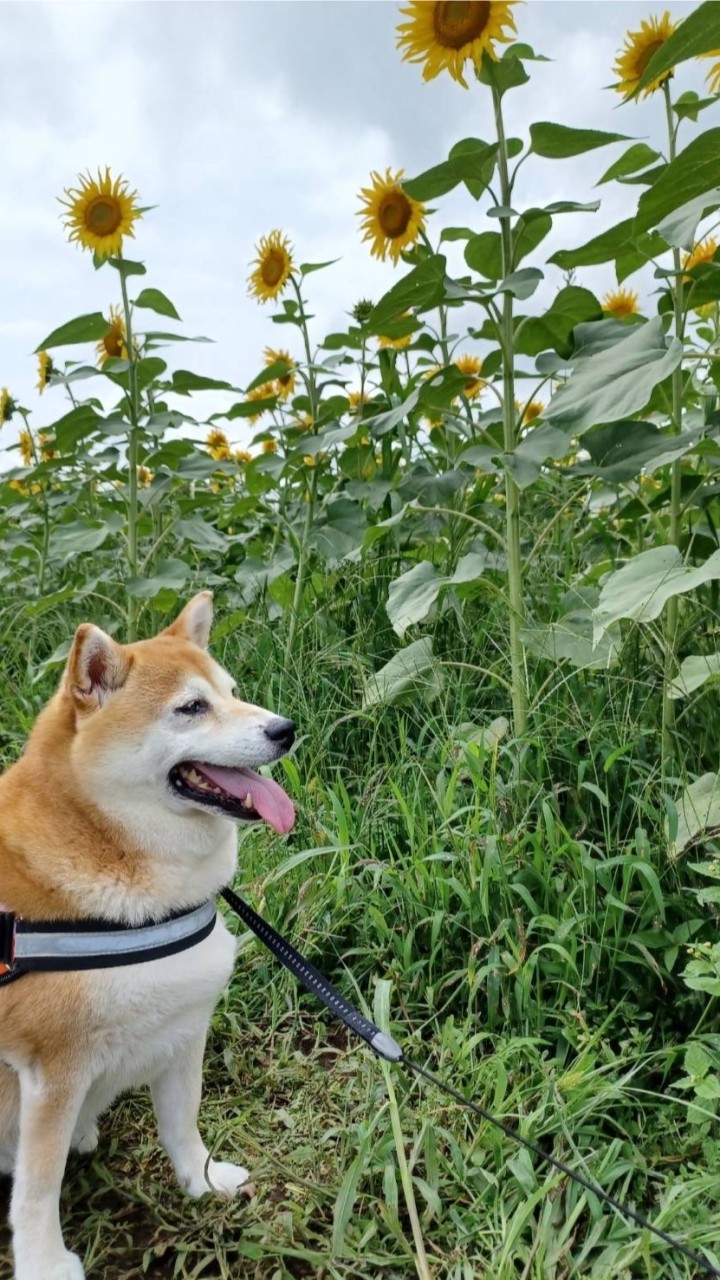 モリデン＊Glanz