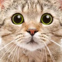 專賣鳥飼料 / 麵包蟲 / 器具用品