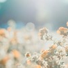 君と同じものが欲しいんだ ： 折セカ