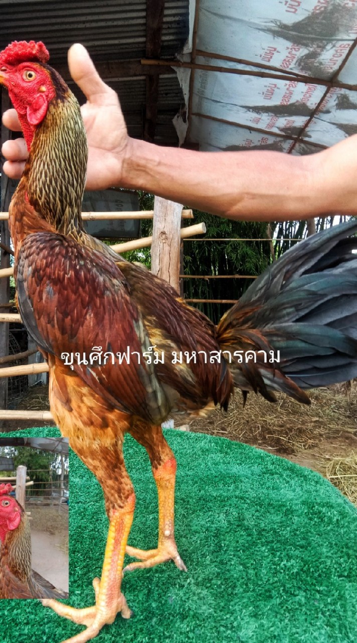 ขุนศึกฟาร์ม  🐓