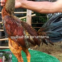 ขุนศึกฟาร์ม  🐓