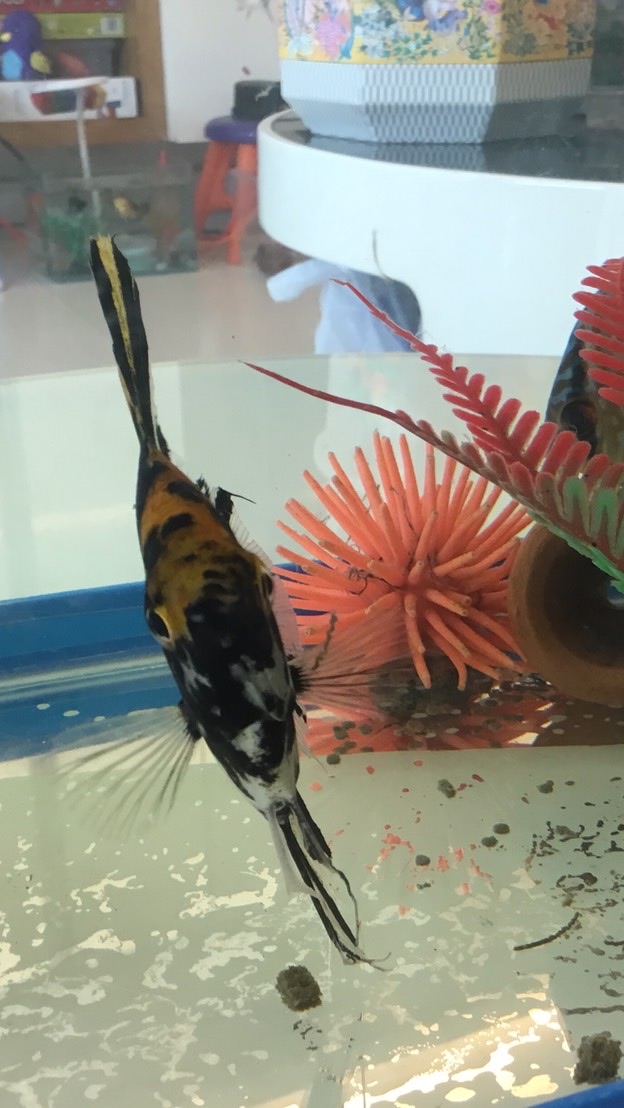 Main Fishie Chat