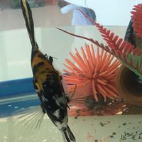Main Fishie Chat