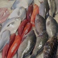 🌊 活海鮮直送｜鮮鮮到家 🐟🦐⚓ 幸鮮阿霖｜🧊 現流海味買起來！🐚✨
