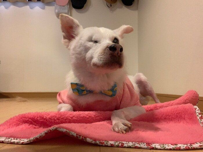 痛みを感じてる 犬が抱っこを嫌がるときに考えられる理由