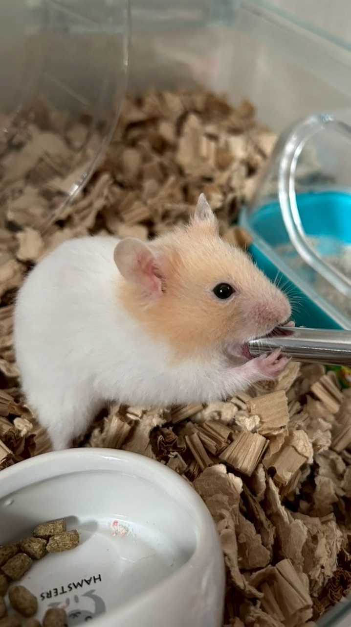 れおんのお友達🪽🫧