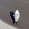 ブロスタ学生ガチバ！