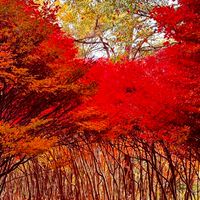 熊本・宮崎・鹿児島登ってみろかね会