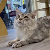 貓舖子會館