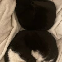 ペット事業アウトプット勉強会