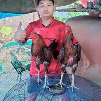 ส.เจริญฟาร์ม