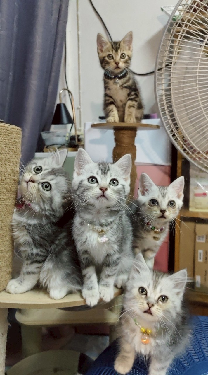 บ้านแม่ออง เลี้ยงแมวจร