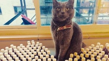 給貓星人喝的酒？這下酒咖又多一位了！