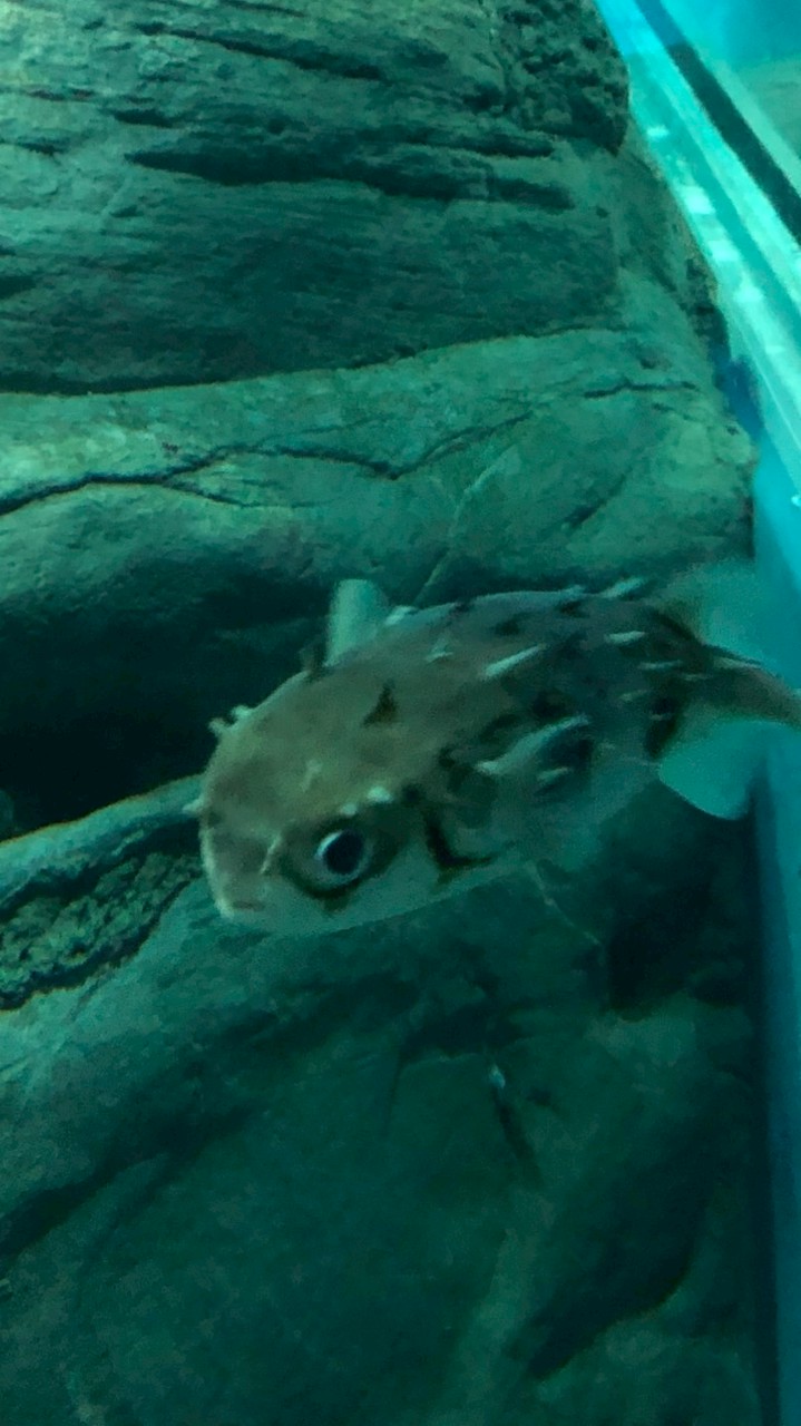 みんなでスプラしよう🤩