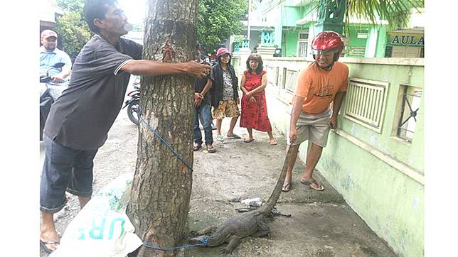 Hewan Mirip Buaya Menyelinap Masuk Rumah Saat Banjir Menginap