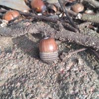 野草や自然を楽しみましょ♪