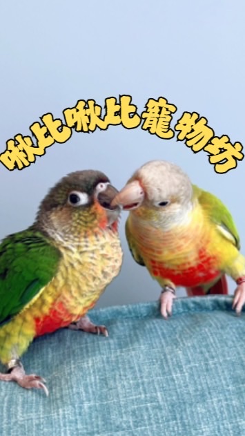 啾比啾比寵物坊