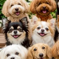 京都🐶犬友でわんことお出かけ🐾🐰