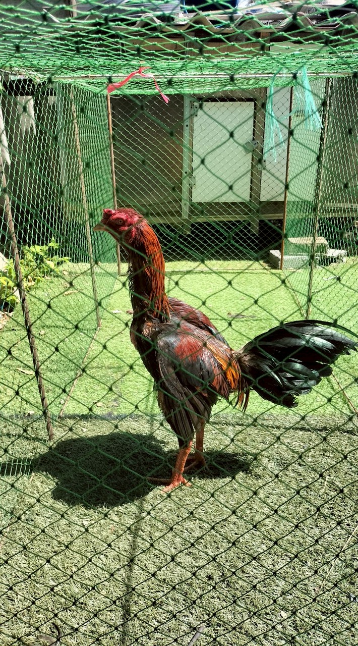 ซุ้มไก่ชน ต.นำชัยปปทุมธานี