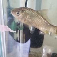 日本淡水魚、生物好きな方の集い