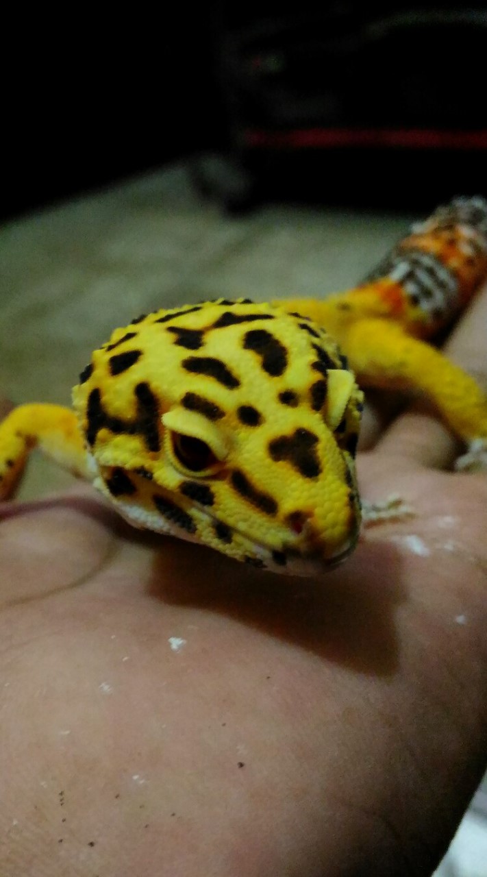 Leopard Geckoのオープンチャット