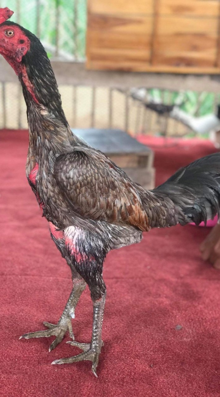 ขายไก่เกรดVIP คัดผ่านราคาจับต้องได้