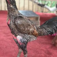 ขายไก่เกรดVIP คัดผ่านราคาจับต้องได้