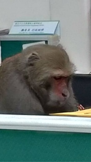 中山大學二手拍賣群