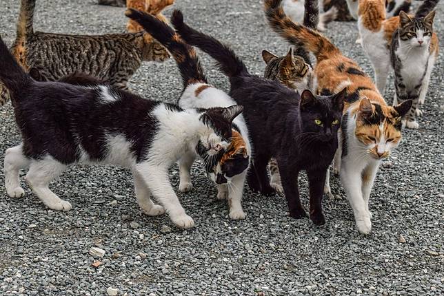 Seorang Wanita Meninggal Setelah Digigit Kucing, Ini Alasan 