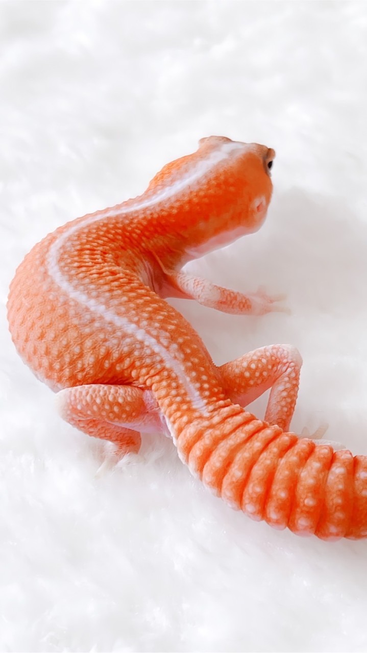👑 Elite Gecko Thailand by Gecko’s Garden 👑