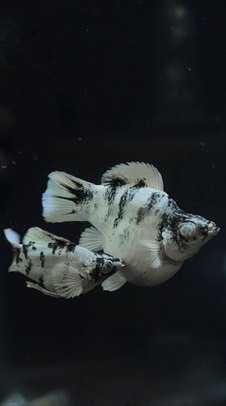 Lhing Balloon Molly Fish